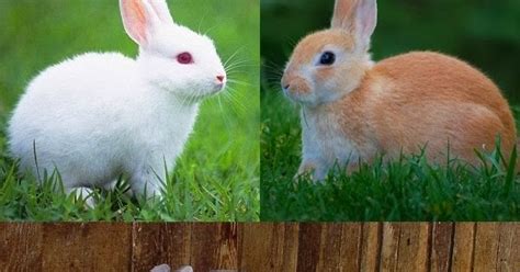 All farmers contracted to supply rabbit meat undergo theoretical instruction on rabbit farming, followed by three months' practical training before starting their operations. Business Ideas | Small Business Ideas: Commercial Rabbit Farming Business | Start a Rabbit Farm ...