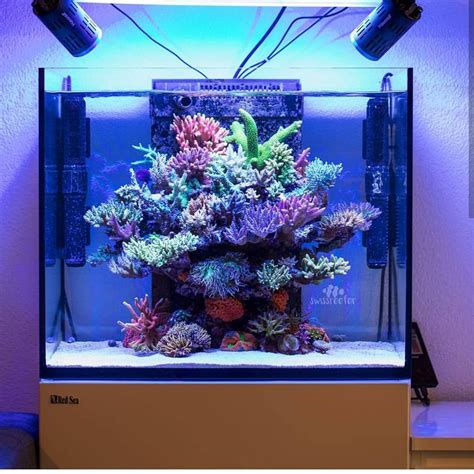 Best Pico Reef Light Home Design Ideas