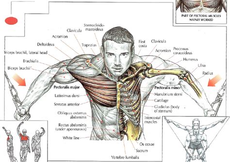 The pecs attach to the humerus near the shoulder joint and originate on the breastbone in the center of the chest. Cable Crossover Flys • Stephane Andre