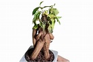 Bonsai Ficus ginsens perde foglie: 7 Motivi e cosa fare