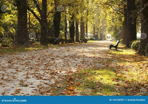 Alley Strewn With Yellowed Leaves In The Park In Autumn Stock Image