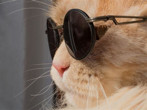 Cat Animals Humor Leon Sunglasses Wallpapers Hd Desktop And