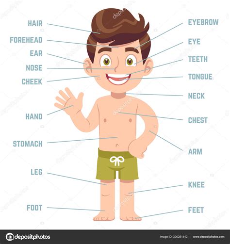 Identify and match the body parts. Child body parts. Boy with eye, nose and mouth, hair, ear ...