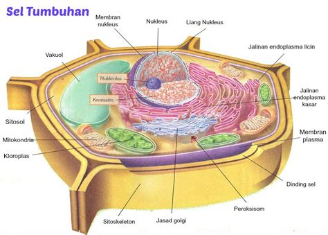 ImageQuiz Plant Cell Diagram Quiz In 2020 Plant Cell Diagram Cell