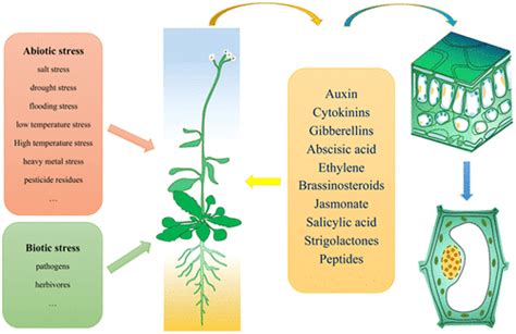 Roles Of Phytohormones And Their Signaling Pathways In Leaf Development