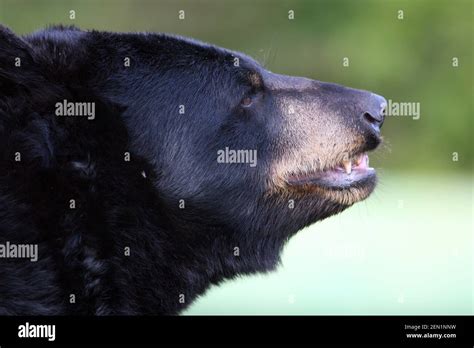 Growl Black Bear Hi Res Stock Photography And Images Alamy