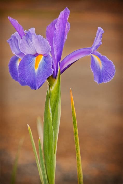 In fact almost every flower has a meaning ociated with it chrysanthemums are connected with joy and freesia with innocence trust and friendship flowers that represent strength sunflower meaning and symbolism ftd flower of life tattoo iris meaning blue iris. Flowers Hope - Beautiful Flower Arrangements and Flower ...