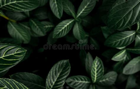 Green Leaves Texture Background Dense Dark Green Leaves In Jungle
