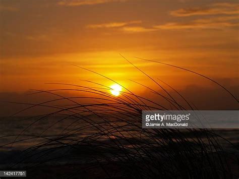 Sea Grass Silhouette Photos And Premium High Res Pictures Getty Images