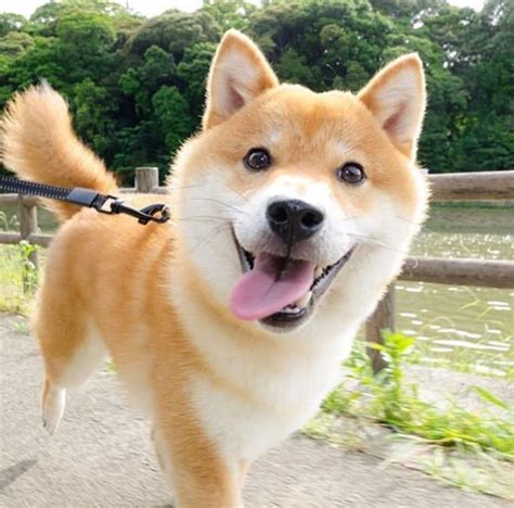 14 Pictures Of Shiba Inu Proving That They Are The Best Friends Ever