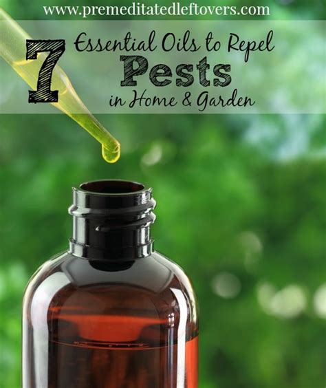 7 Essential Oils To Repel Pests In Your Home And Garden