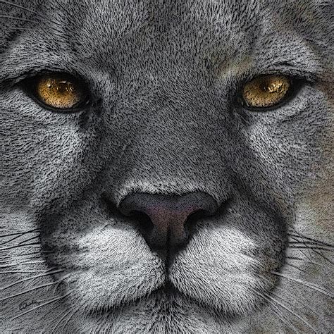 Cougar Eyes Digital Art By Ernie Echols