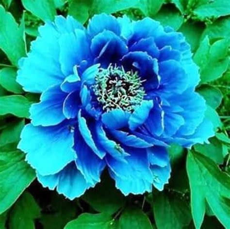 Allium Giganteum Peony Colors Dark Blue Flowers Tree Peony