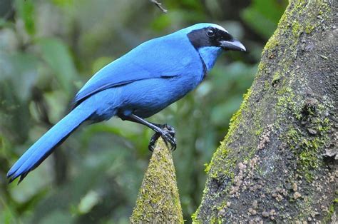 Turquoise Jay Cyanolyca Turcosa Guango Ecuador Beautiful Birds