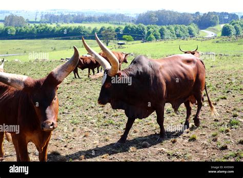 Ankole Watusi Cattle On A Farm In South Africa Stock Photo Alamy