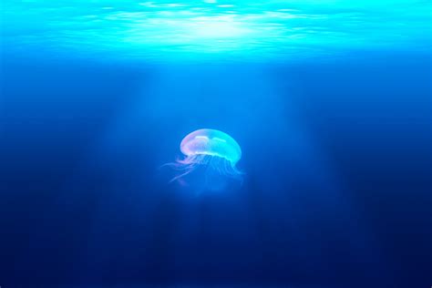 Jellyfish Under The Ocean Hd Wallpaper Wallpaper Flare