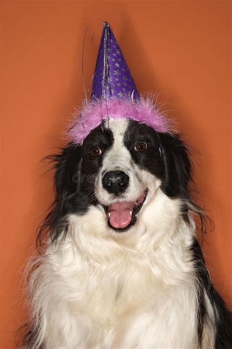 1782 Dog Wearing Birthday Hat Stock Photos Free And Royalty Free Stock