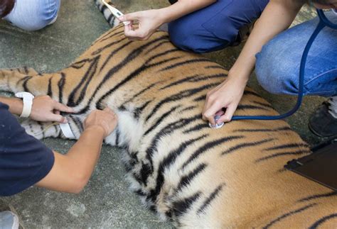 A Tiger Becomes The First Animal To Get Covid 19 In New York Zoo