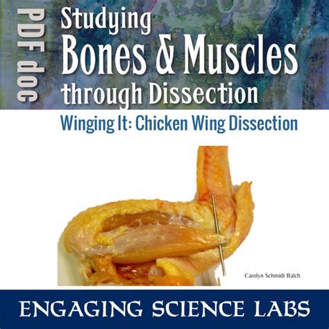 Chicken Wing Dissection Bones And Muscles And Tendons Study Pdf Inst