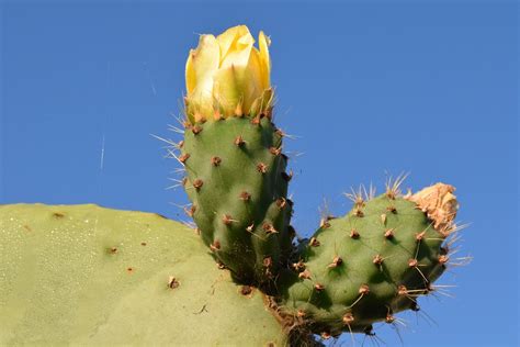 Prickly Pear Cactus Plant Free Photo On Pixabay Pixabay