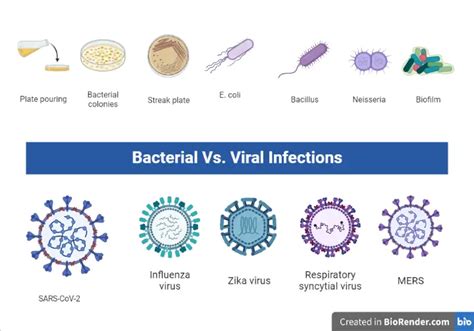 Bacterial Vs Viral Infections Similarities And Differences Microbe Online