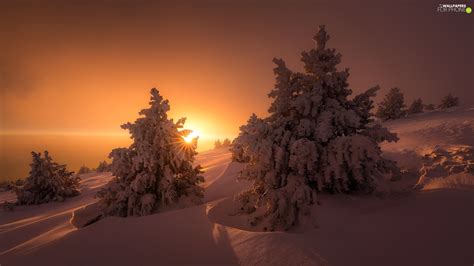 Winter Great Sunsets Spruces Snow For Phone Wallpapers 1920x1080