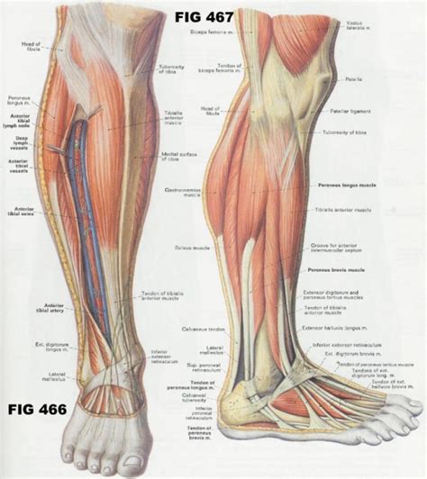 Joints, movements and muscles 13. Anatomy Of Leg And Foot Muscular Anatomy | Leg muscles ...