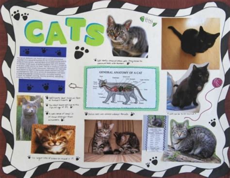 Arts And Crafts English And Science Blog Science Project About Animals