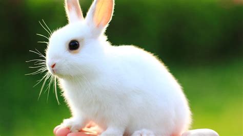 White Bunny Rabbit In Green Background Hd Rabbit Wallpapers Hd