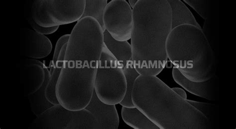 Lactobacillus Rhamnosus Portal Day Pharma