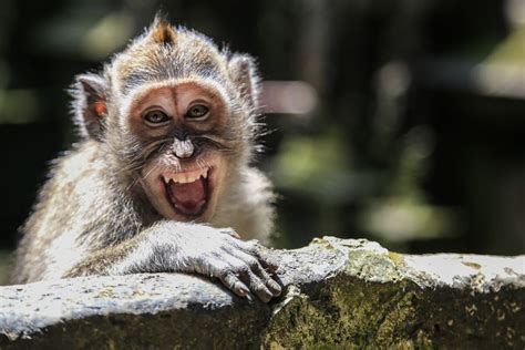 Smiling Monkey Image And Photo De Marvintxo De Animaux Sauvages