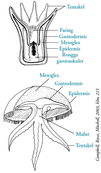 Gambar Filum Cnidaria Coelenterata Pengertian Ciri Klasifikasi Struktur