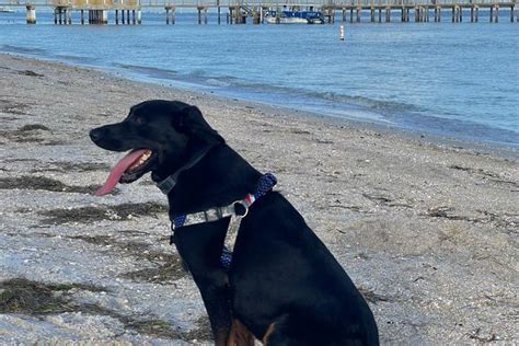Dog Friendly Beaches In Bradenton Fl Bringfido