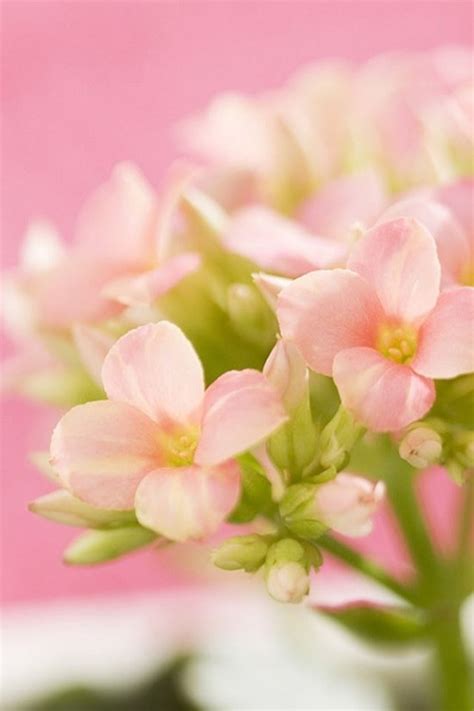 Nature Beautiful Pink Flower Bouquet Bokeh Iphone 4s Wallpapers Free
