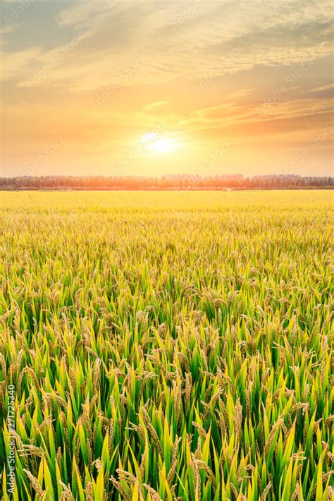 Ripe Rice Field And Sky Background At Sunset Time With Sun Rays Stock