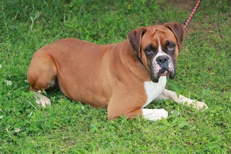 Akc Boxer Puppieschampion Bloodlines In Hoobly Classifieds
