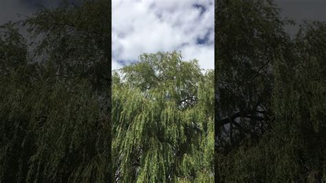 The golden weeping willow is a beautiful tree joanne but it does suffer from rust disease and in contrasting temperatures which we have experienced recently you will find that quite a number of leaves will suddenly drop off and this is quite common with willows. Golden weeping willow - crown - September 2019 - YouTube