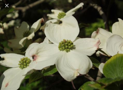 The white dogwood tree makes a breathtaking addition to any yard or landscape all year long! White dogwood blossom | Native plants, Plants, Dogwood trees