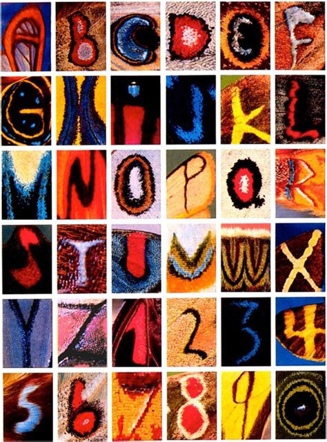 Butterfly Alphabet A Photographic Alphabet Made From Patterns On Moth