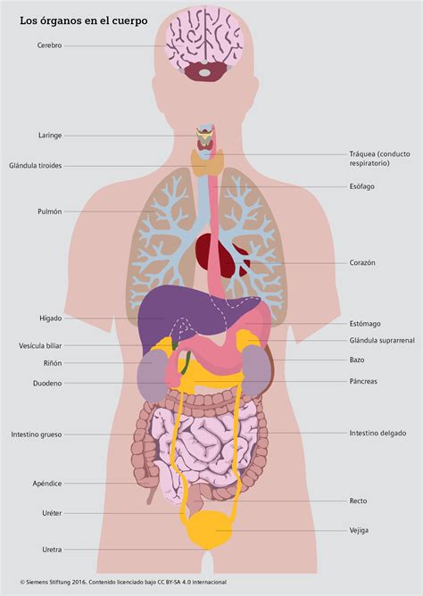 Los órganos en el cuerpo CREA