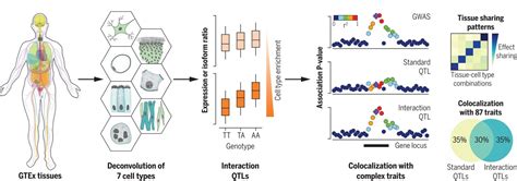 Cell Typespecific Genetic Regulation Of Gene Expression Across Human