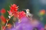 Pictures of Flowers Hummingbirds Love