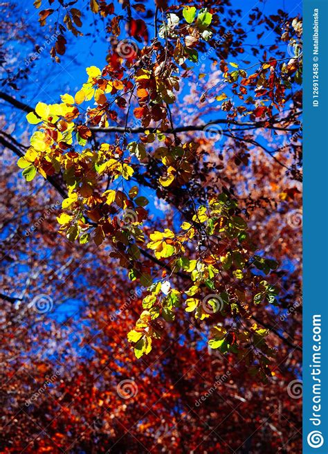 Nature Autumn Sunshine Leaves Yellow Stock Photo Image Of Background