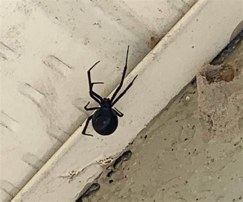 About Black Widow Spiders Pest Information