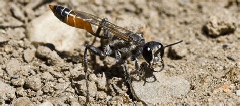 Digger Wasp Beneficial Or Dangerous Abc Blog