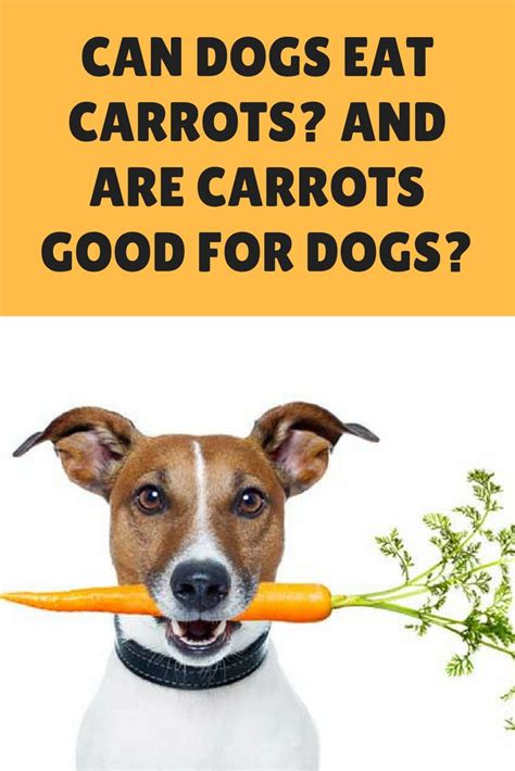 In fact, my dog loves to eat baby carrots. Can Dogs Eat Carrots? And Are Carrots Good For Dogs? | Can ...