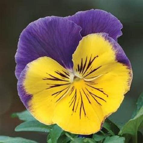 Pansy Seeds Pansy Matrix Morpheus 25 Seeds Extra Large Flowers Etsy
