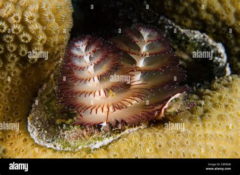 Christmas Tree Worm Spirobranchus Giganteus On Star Coral