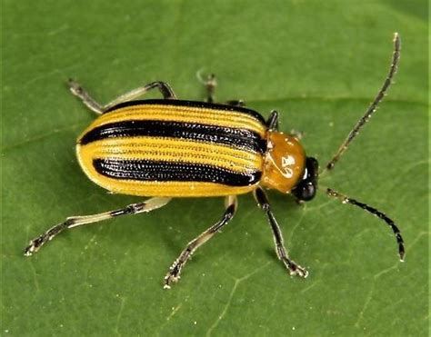 Striped Cucumber Beetle Facts Description And Pictures