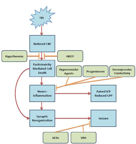 Figure 1 From Traumatic Brain Injury Pathophysiology And Treatments